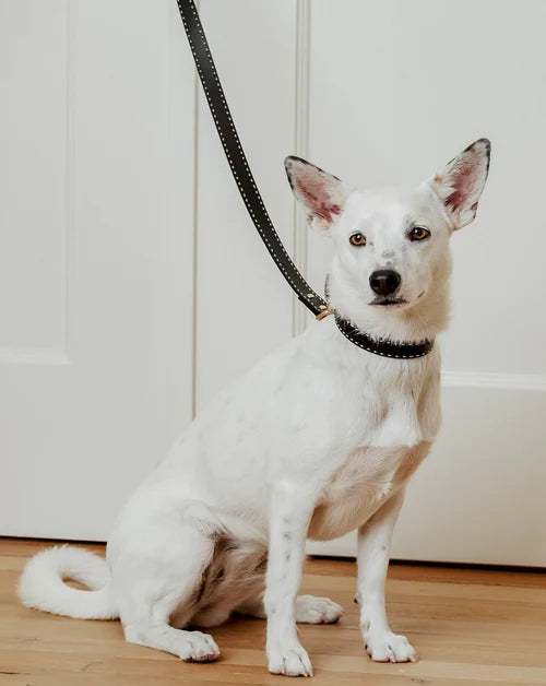 Take the Lead Black Leather Walk Kit, Collar + Leash