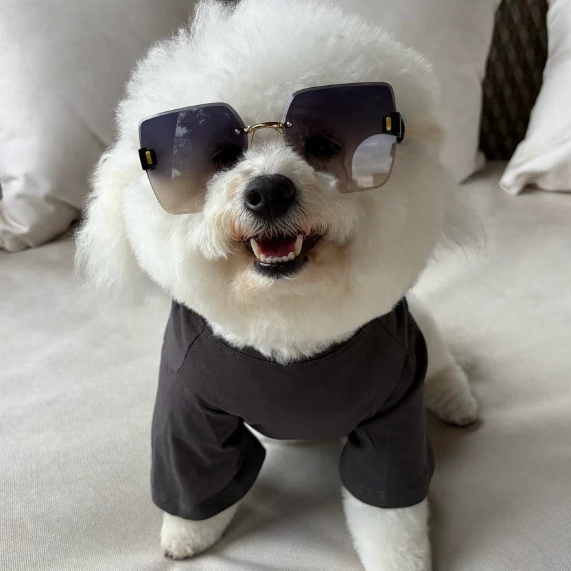Casual Cutie Black Relaxed Dog T-Shirt