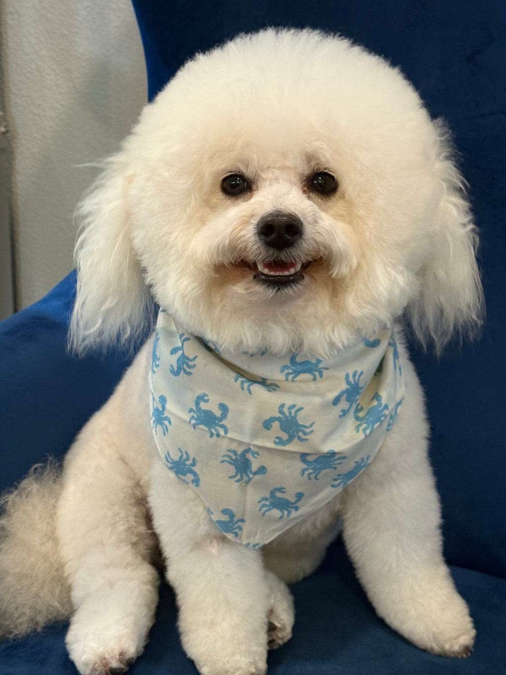 In a Pinch Blue Dog Bandana
