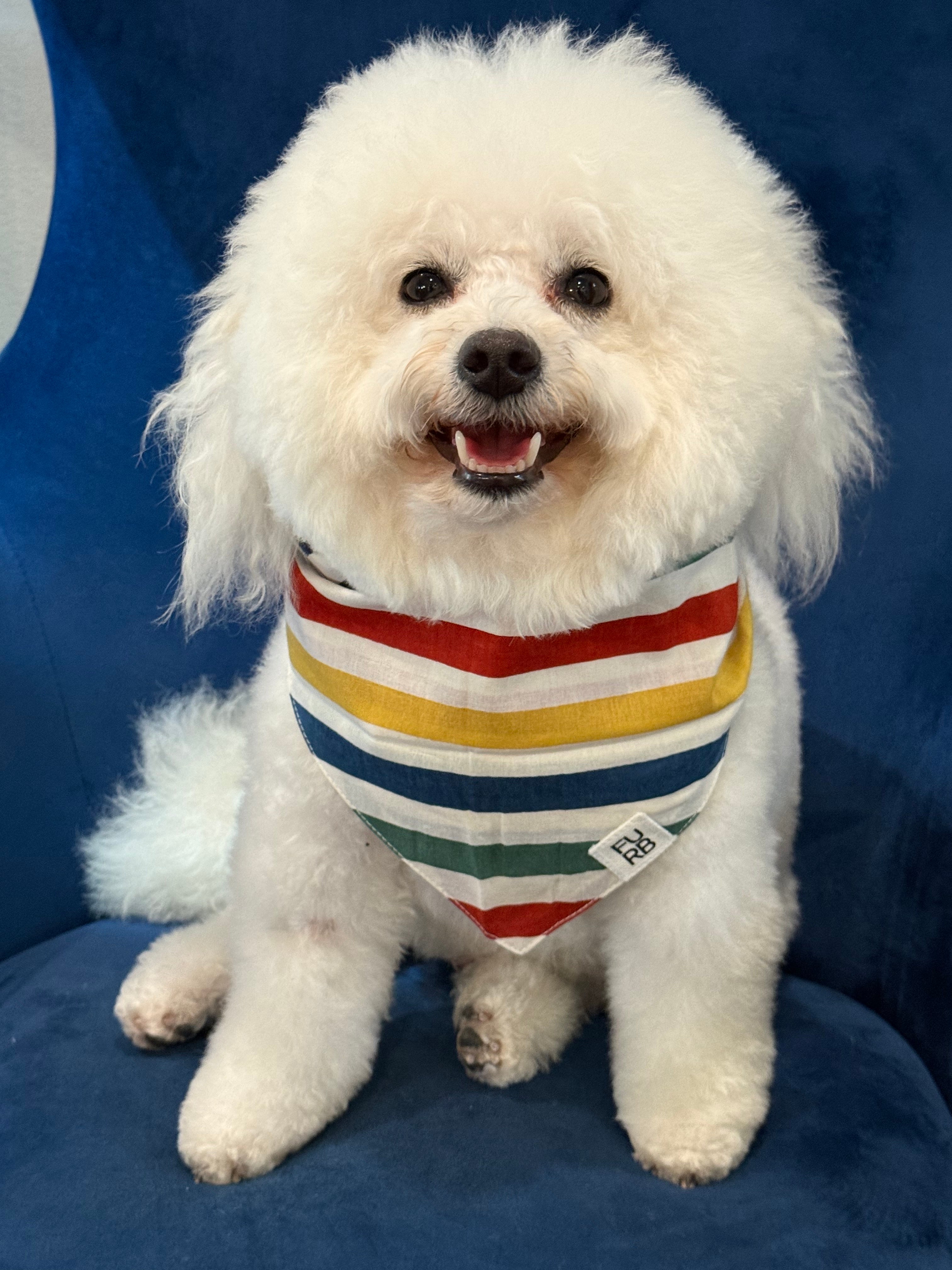 Beach Blanket Bingo Multi Striped Dog Bandana