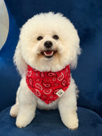 Hello Dolly Red Paisley Dog Bandana
