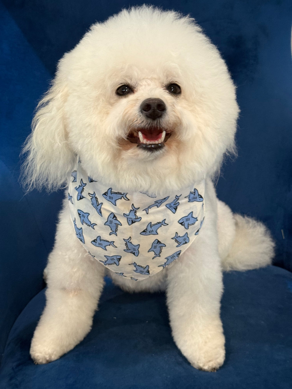 The Paws Jawz Dog & Cat Bandana