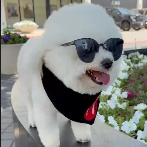 Rock 'n' Roll Over Reversible Dog Bandana