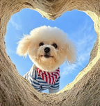 Casual Cutie Blue + White Relaxed Dog T-Shirt