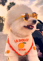 Dolce Days Dog Bandana