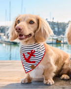 Dockside Dog Anchor Appliqué Bandana